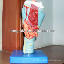 Modelo laríngeo anatómico de ISO, modelo médico de la laringe, garganta y modelo vocal
